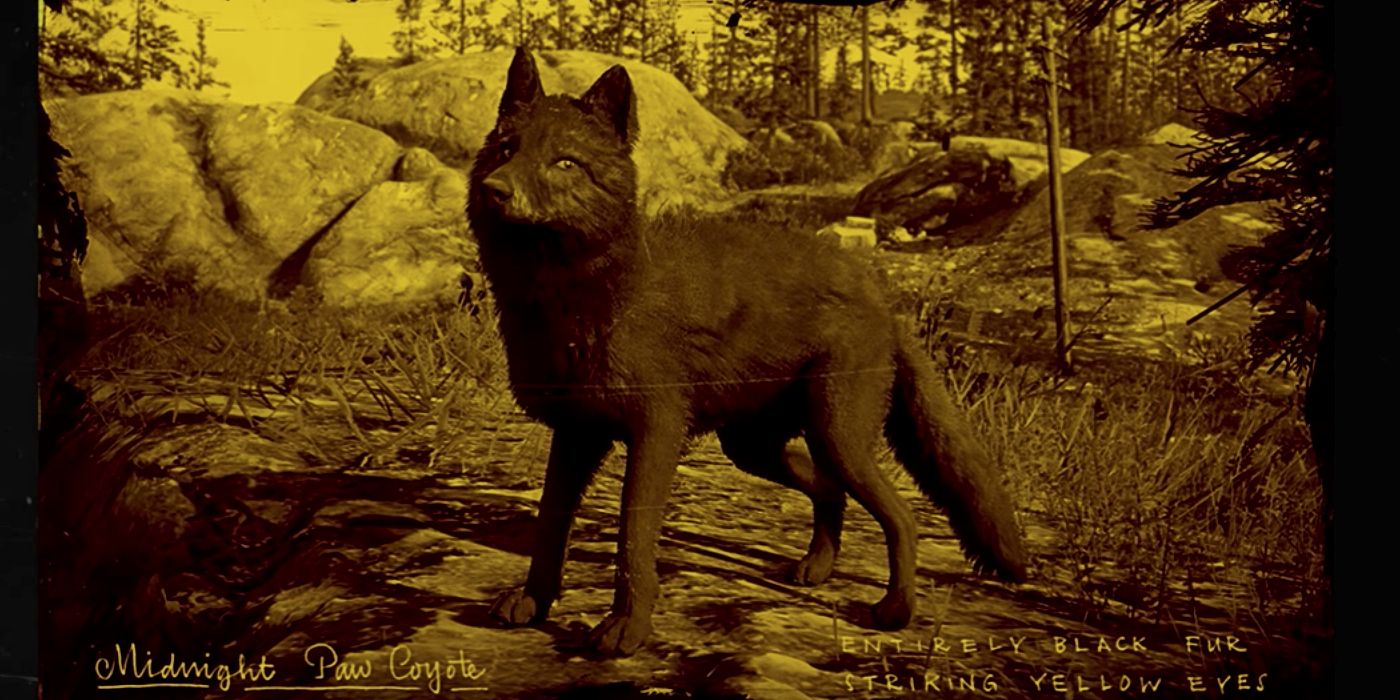 Red Dead Online Midnight Paw Coyote 1