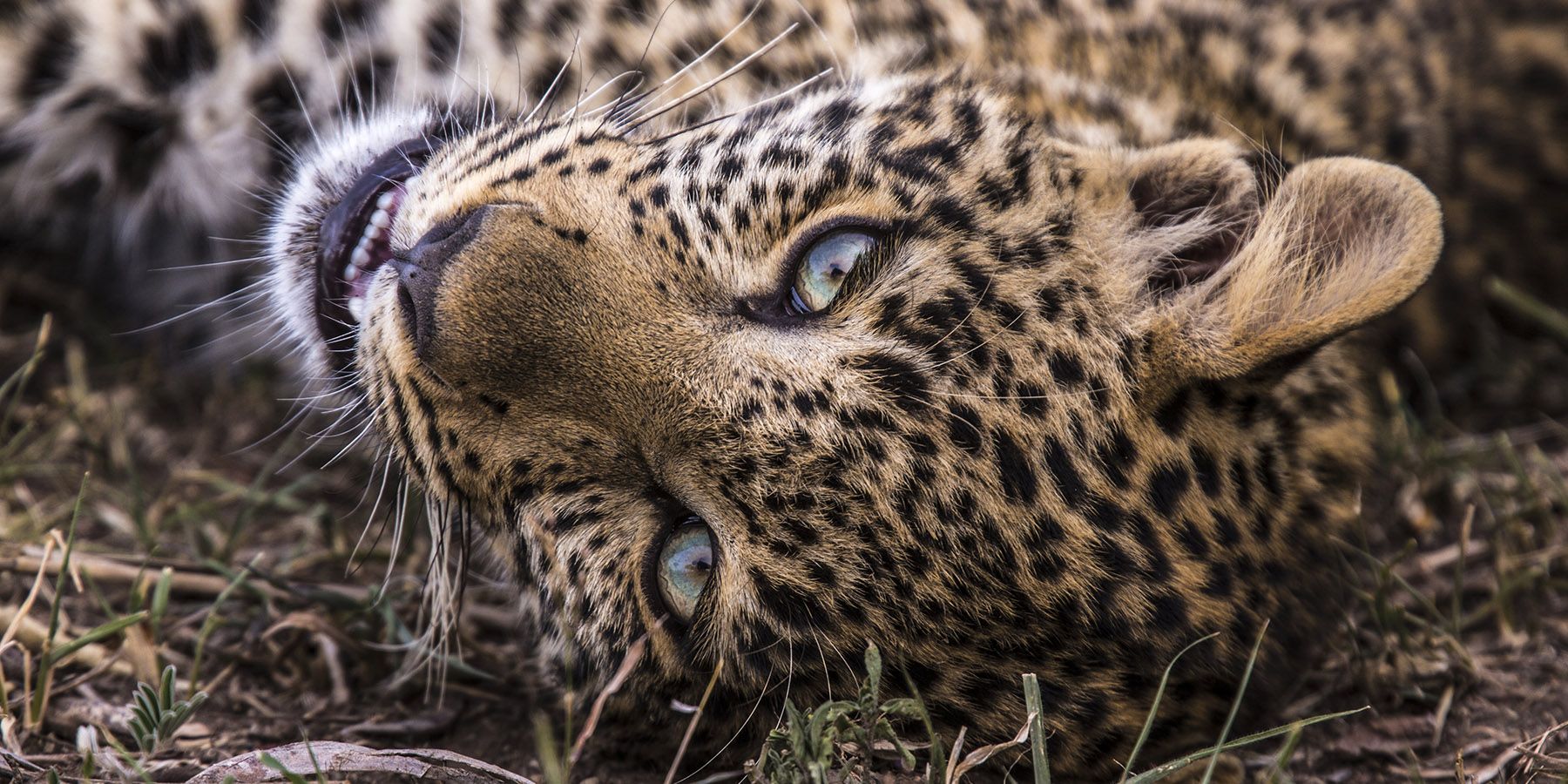 Nat Geo Jade Eyed Leopard