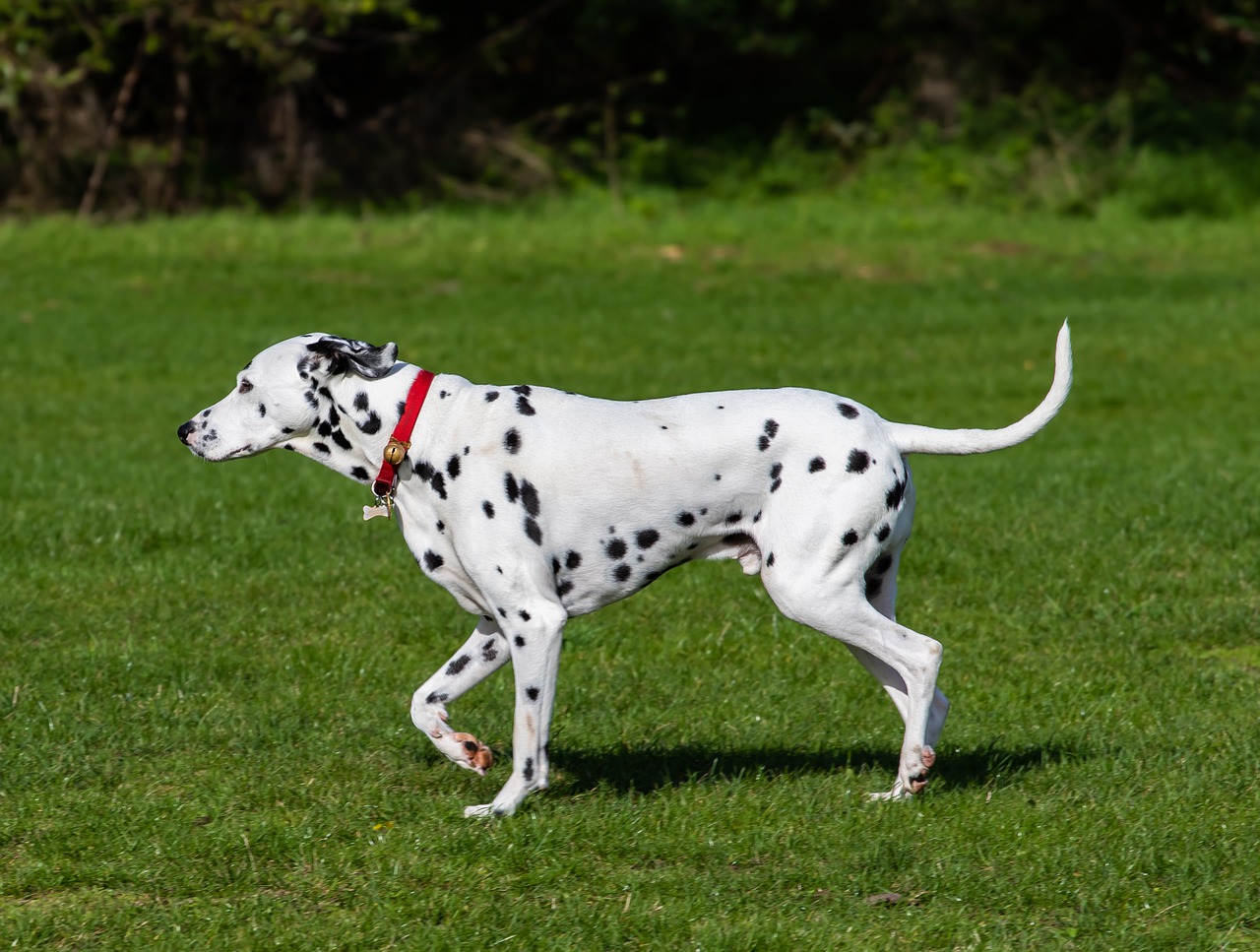 101-dalmatiens-le-film
