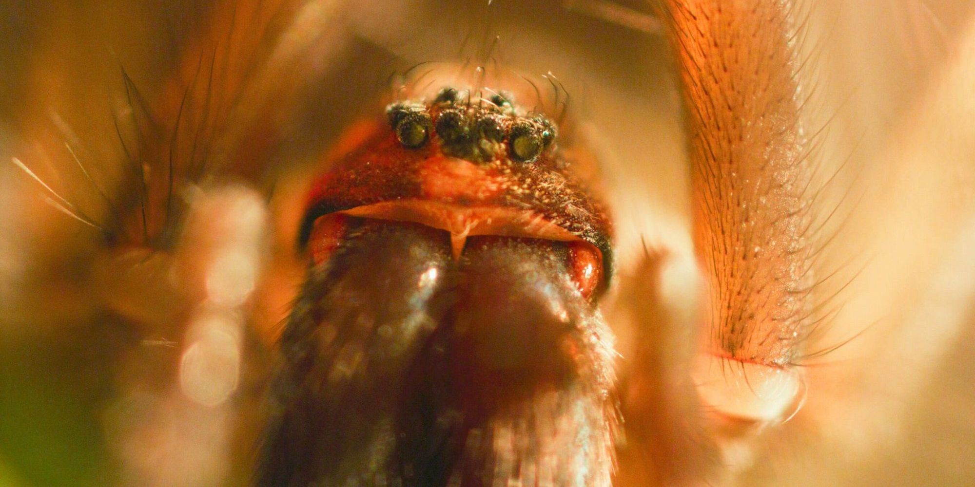 super/natural spider where to watch