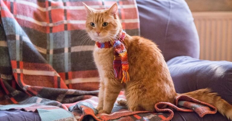 10 films parfaits pour les amoureux des chats