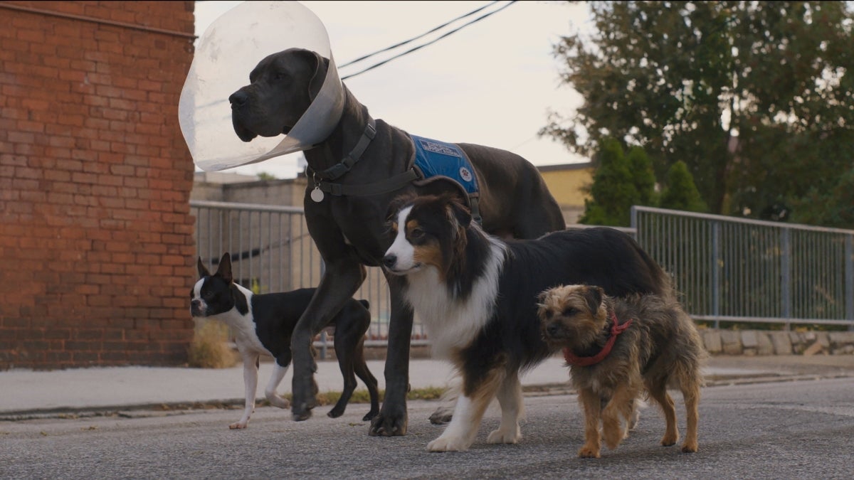 Strays
