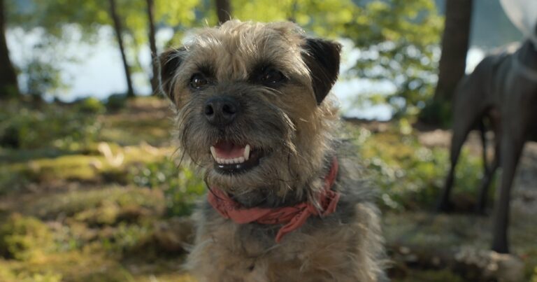 Strays Review: Doggy Style Dis-Member, Signifié