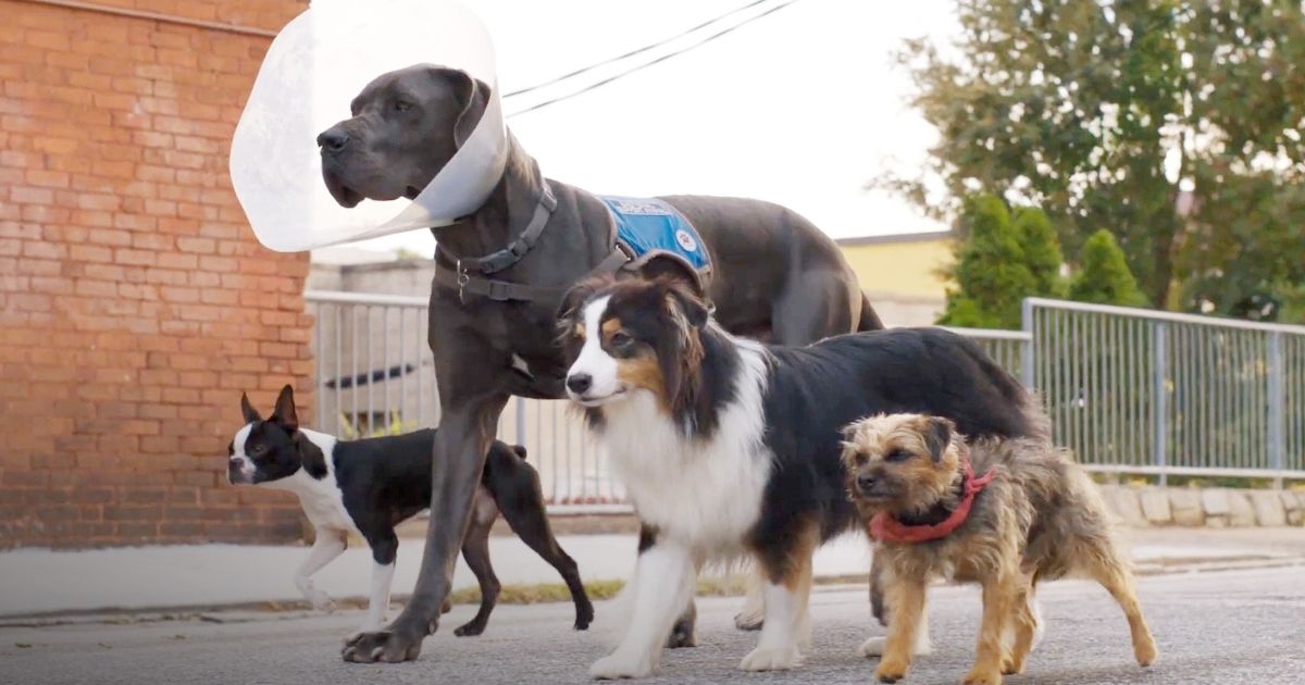 Strays : moments les plus drôles, classés