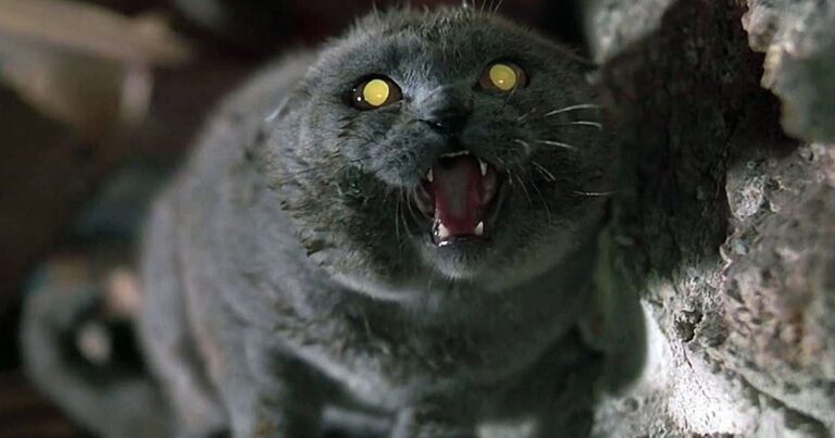 Les 10 meilleurs films d&rsquo;horreur centrés sur les chats