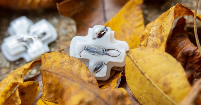 Entomologistes, réjouissez-vous !  Il y a un D-pad Steam Deck juste pour vous