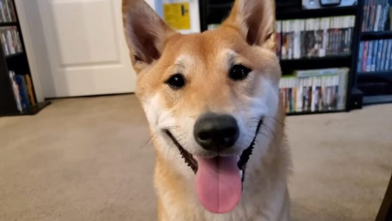 Le chien de speedrunning n&rsquo;a pas établi de record à l&rsquo;AGDQ 2024, toujours un bon garçon