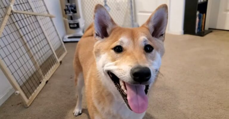Vous pouvez regarder ce chien speedrun un jeu NES en direct aujourd&rsquo;hui