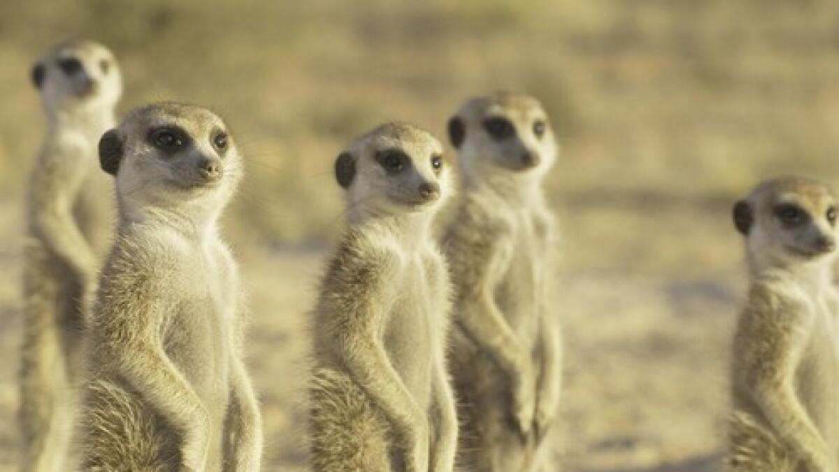 Warner Bros. Animation va adapter la série documentaire "Meerkat Manor" en long métrage d'animation