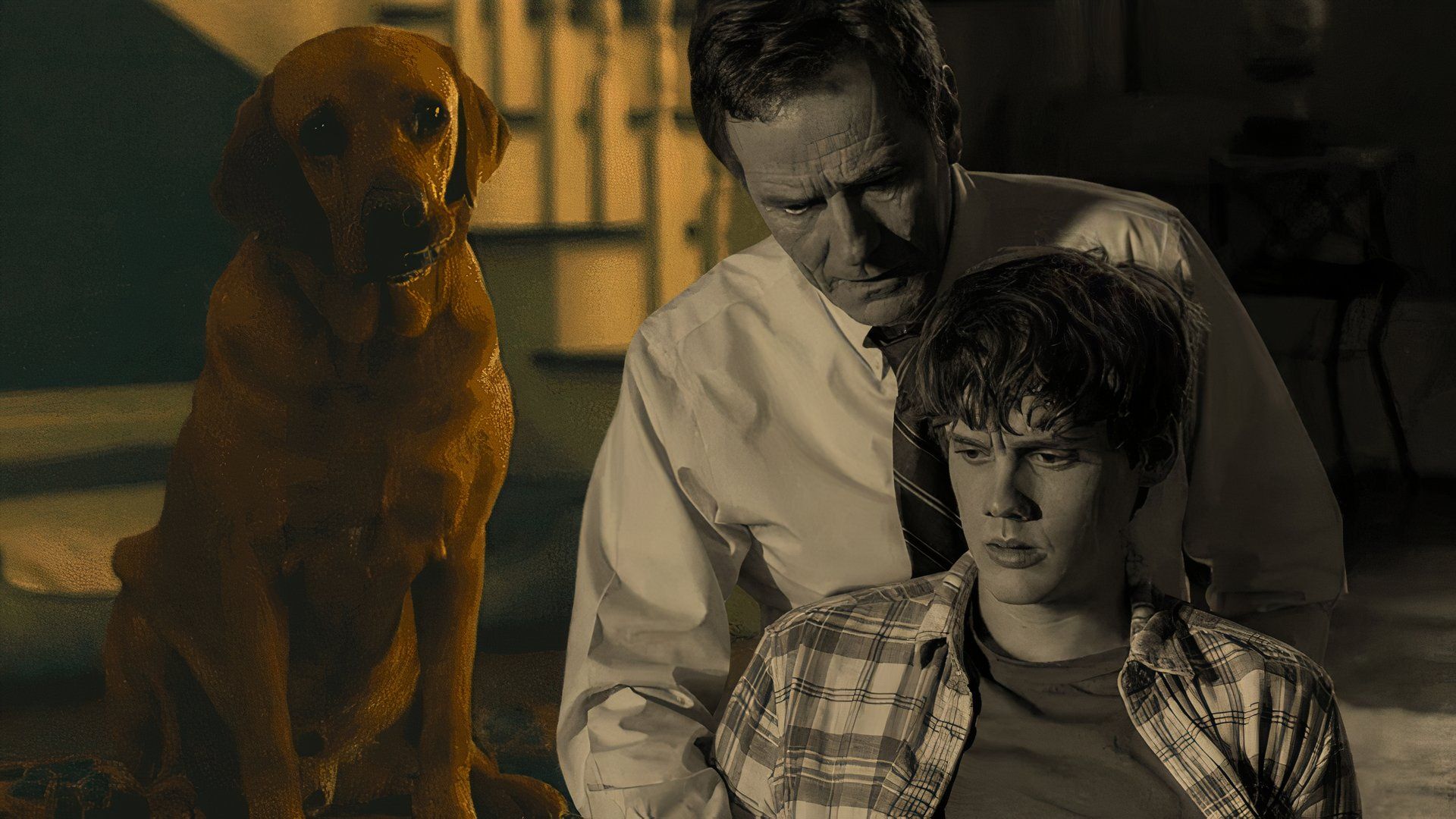 Que mange Django le chien en votre honneur ?