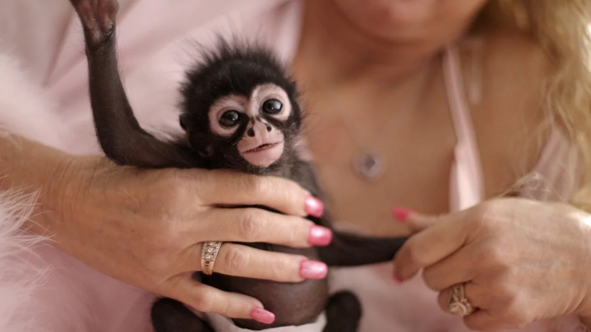 Critique de « Chimp Crazy » : les créateurs de « Tiger King » apprennent de leurs erreurs passées