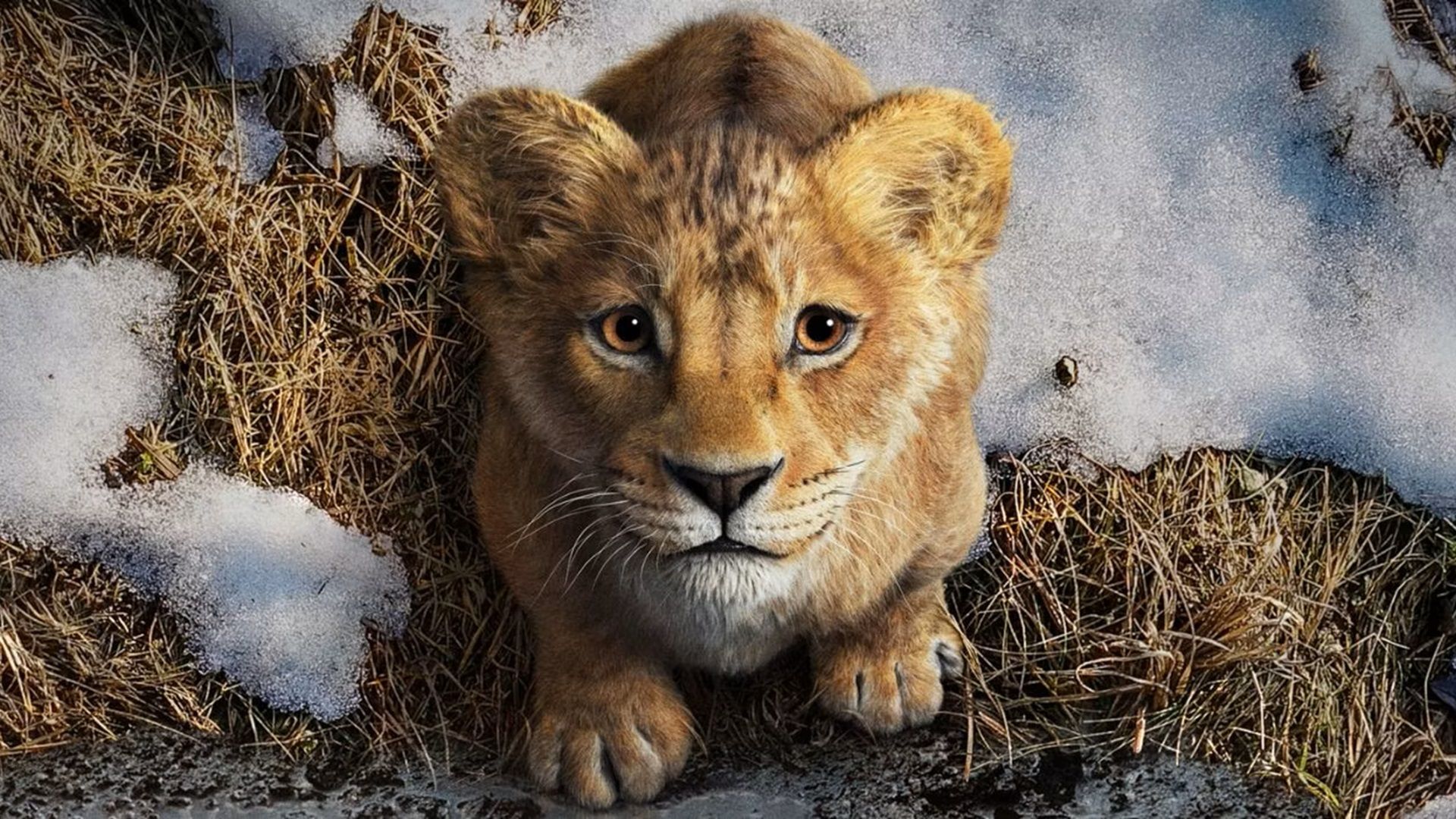 Les réactions à la bande-annonce du Roi Lion de Mufasa ne sont pas bonnes