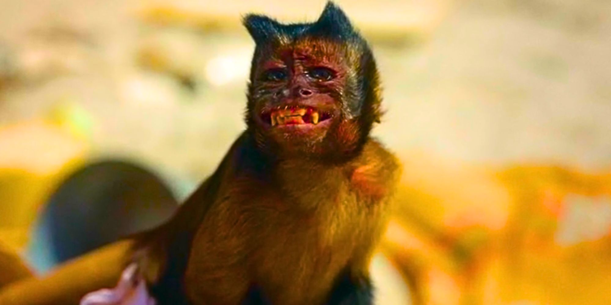 Quel singe joue Driggs dans Bad Monkey et où l'avez-vous déjà vue...