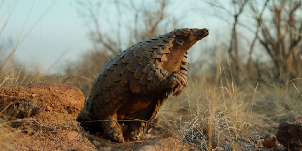 Pangolin-Kulus-Journey