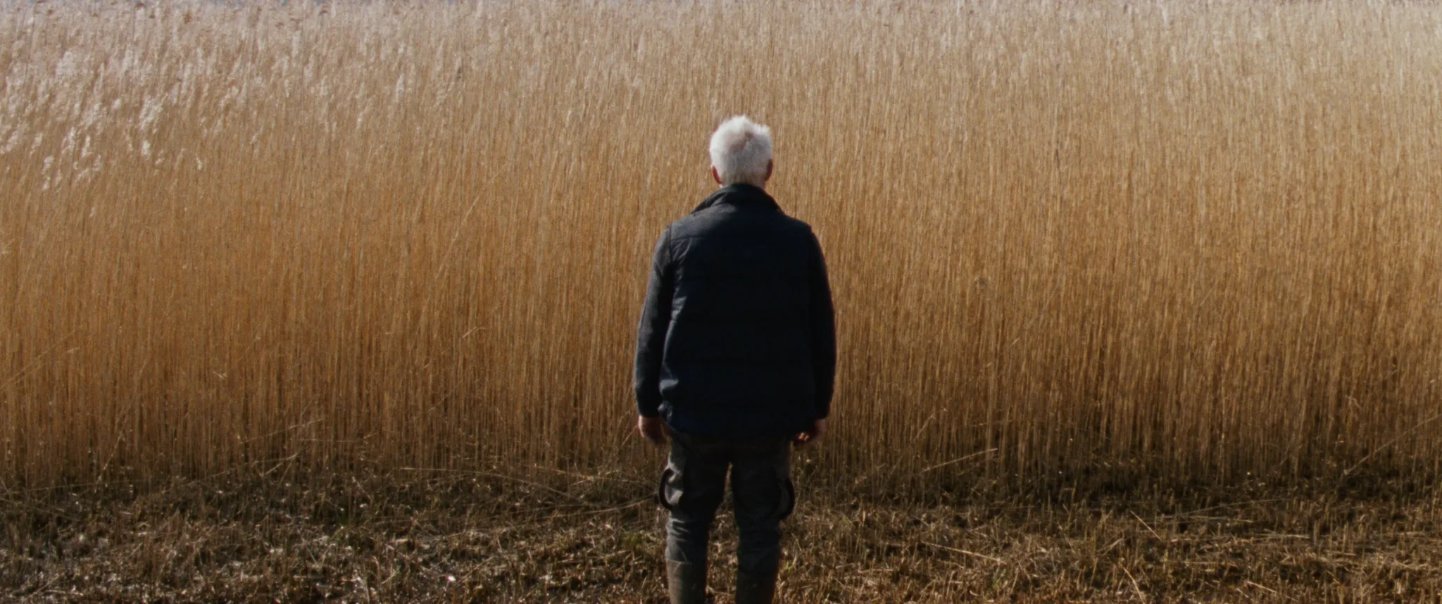 Cannes 2025 Sound of Falling Reedland Festivals Awards.webp