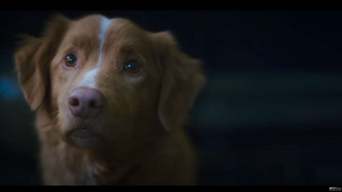 IFC élargit la sortie en théâtre de «Good Boy» après que plus d'un million de personnes ont regardé le film