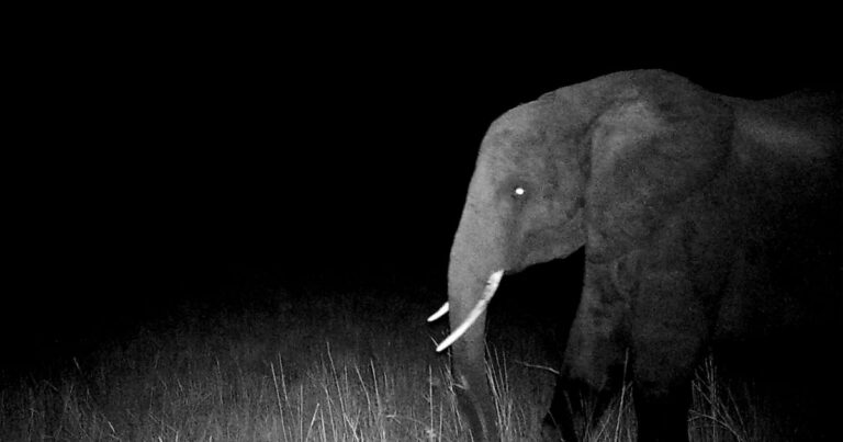 Ghost Elephants – First-look Review