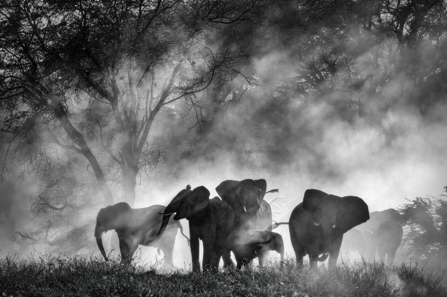Ghost Elephants 1536x1021 1