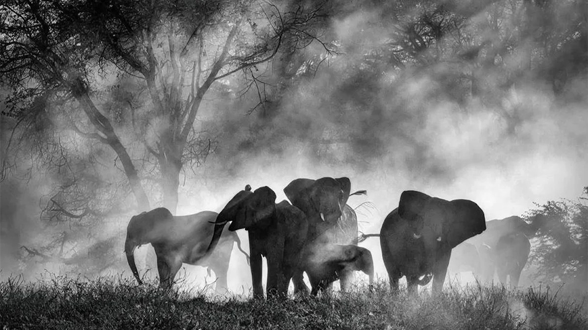 Revue 'Ghost Elephants' ': qui mais Werner Herzog pourrait nous conduire à ce sujet