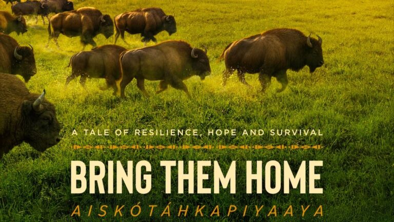 Buffalo Doc de Lily Gladstone nauré à Lily Gladstone «  Ratter les Home '' à PBS en novembre