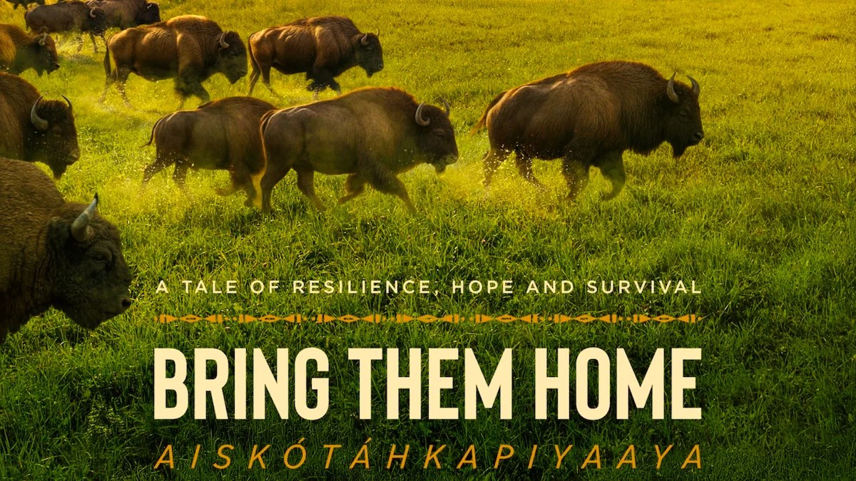 Buffalo Doc de Lily Gladstone nauré à Lily Gladstone `` Ratter les Home '' à PBS en novembre