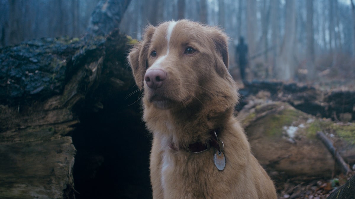 Revue de 'Good Boy': cette horreur canine effrayante Doggone mérite un petit régal