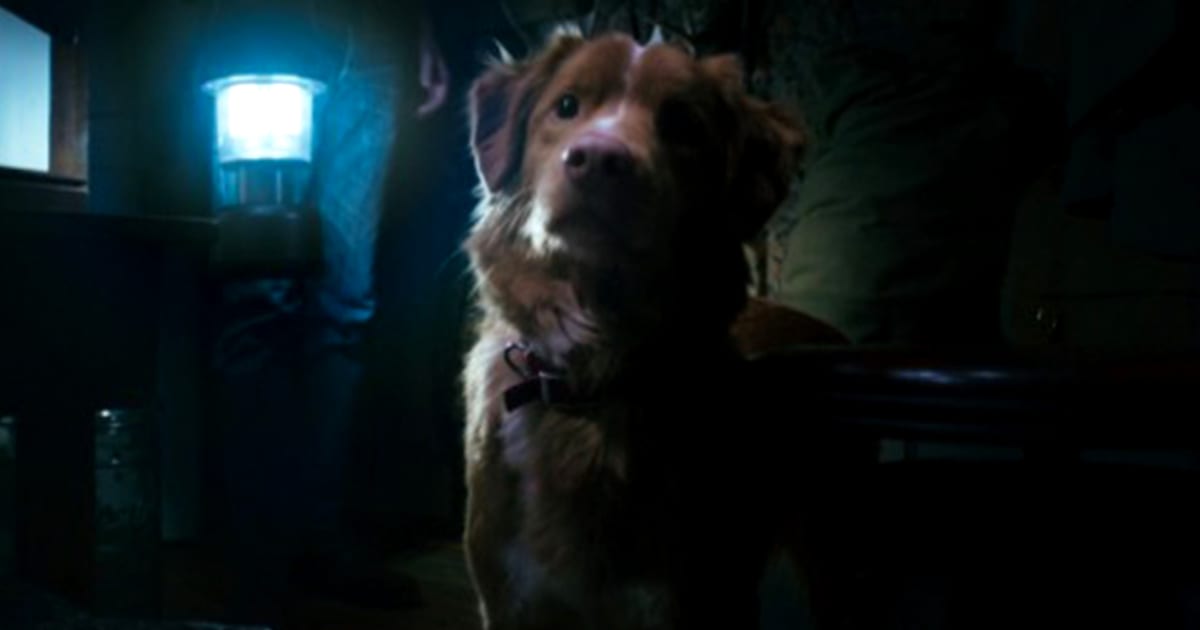 Critique de Good Boy – un conte fantomatique parfait pour tout chien