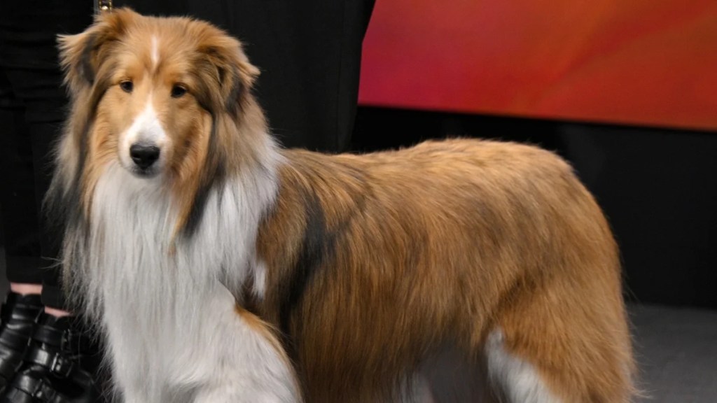 Voici Dyson le berger des Shetland, qui a participé à l'exposition canine nationale