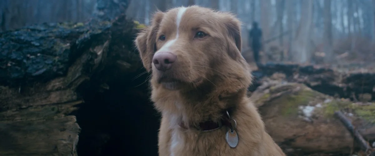 Critique du film d'horreur Good Boy Dog