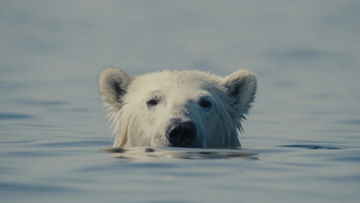 Critique de « Nuisance Bear » : l'ours n'est pas la vraie nuisance dans tout cela