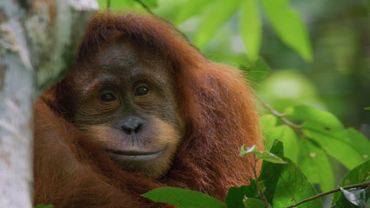 "Orang-outan" de Disneynature, raconté par Josh Gad, fait ses débuts sur Disney+